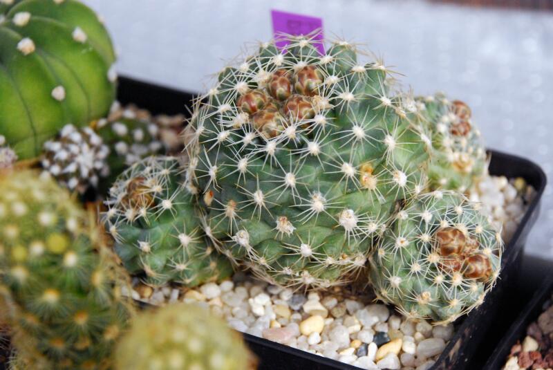 Pediocactus despainii SB1014