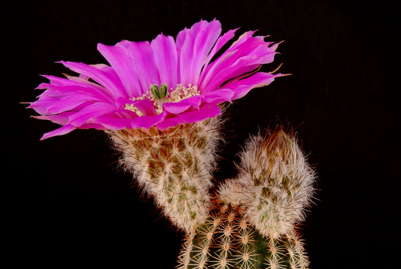 Echinocereus reichenbachii ssp. caespitosus 