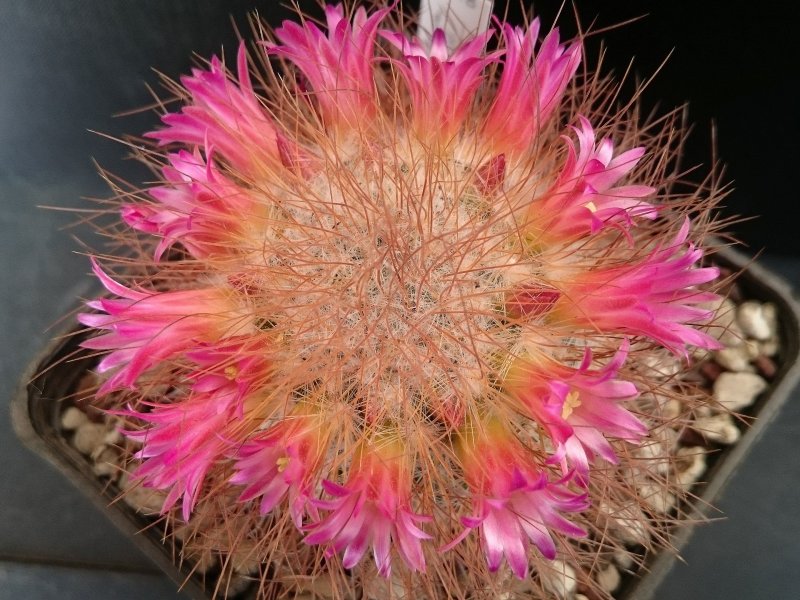 Mammillaria rekoi ssp. leptacantha 