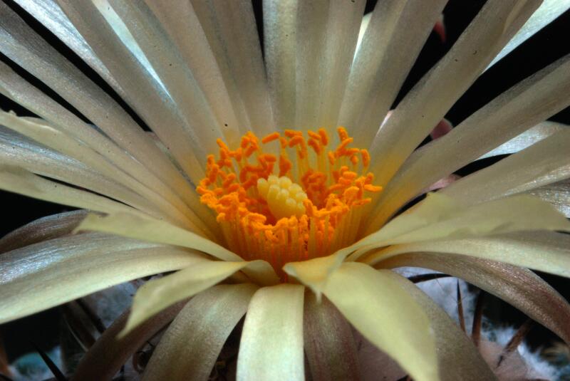 Coryphantha elephantidens 