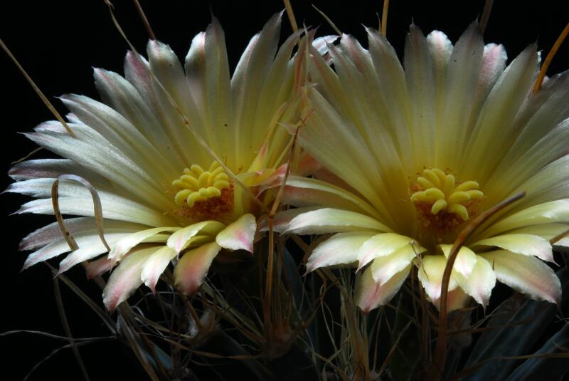 Leuchtenbergia principis 