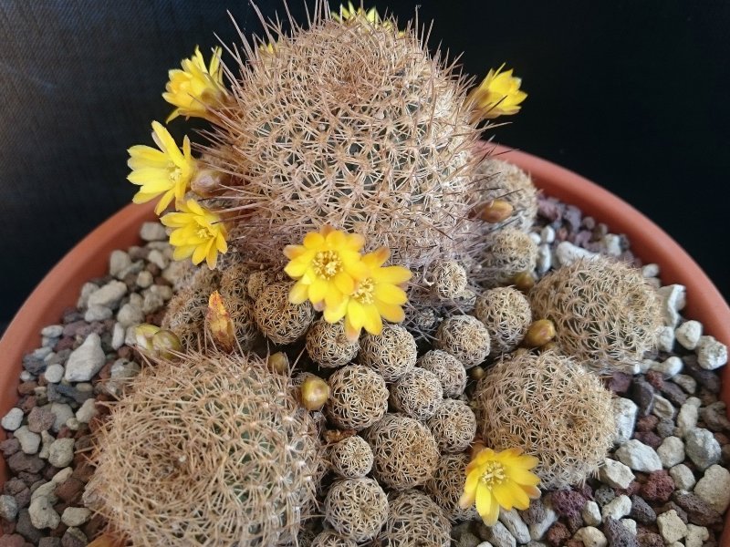 Sulcorebutia breviflora v. laui L314