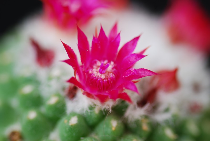 Mammillaria polythele cv. nuda 