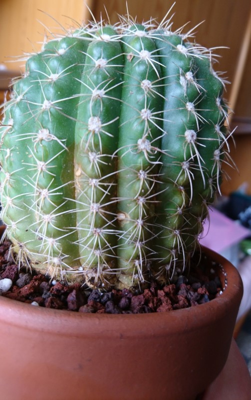 Cactofili - Forum di cactus e succulente :: Leggi argomento - scelta  vaso/coltivazione