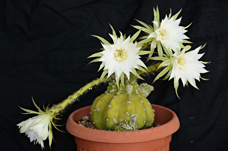 Echinopsis subdenudata 