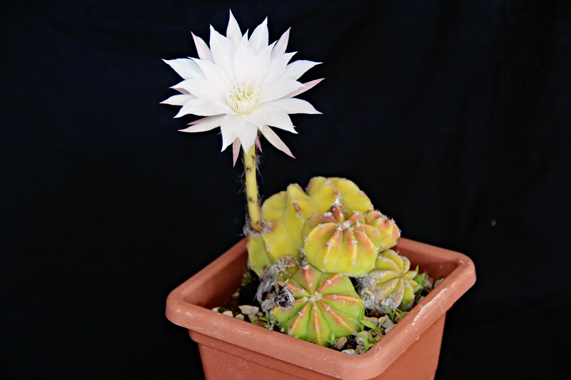 Echinopsis subdenudata 