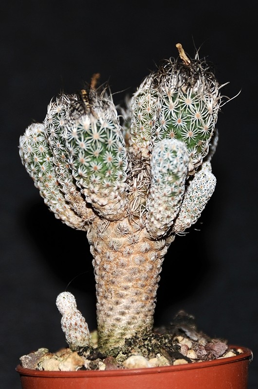 Turbinicarpus krainzianus v. minimus 