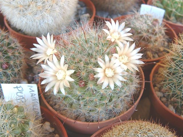 Mammillaria kunzeana 