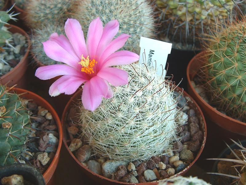 Mammillaria boolii 