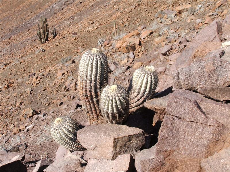 Copiapoa cinerea v. albispina 