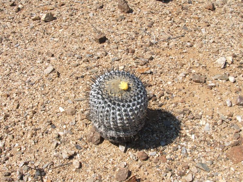 Copiapoa columna-alba 