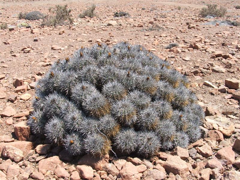 Copiapoa rupestris ssp. desertorum 