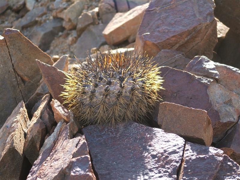 Copiapoa longistaminea 