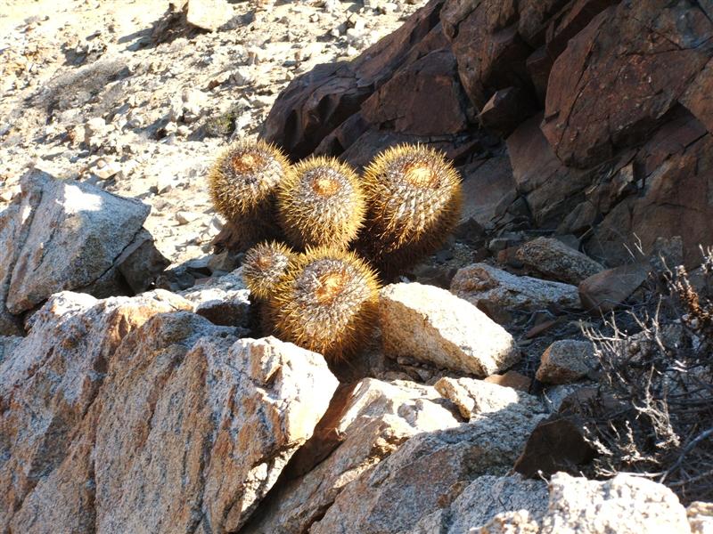 Copiapoa longistaminea 