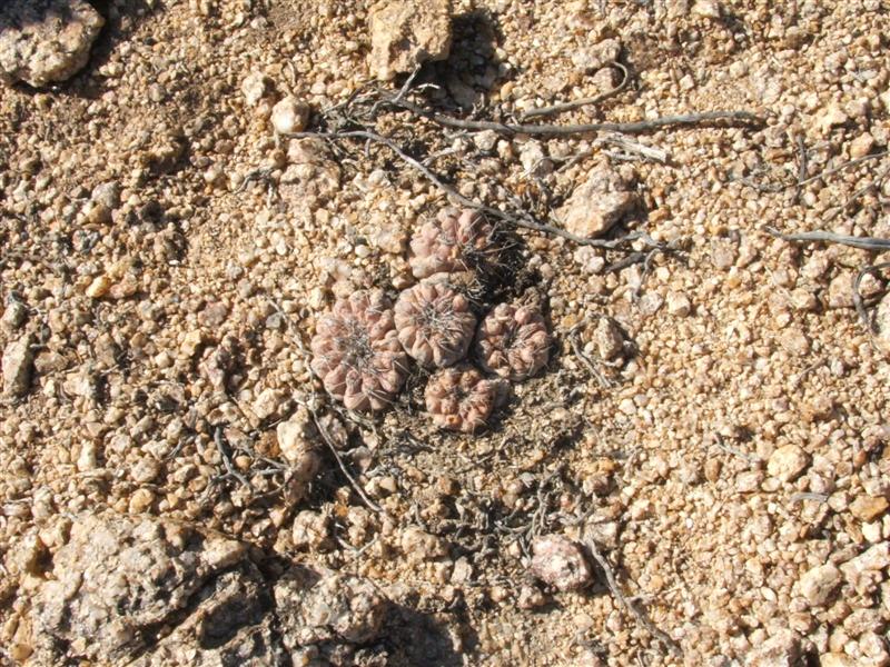 Copiapoa angustiflora 