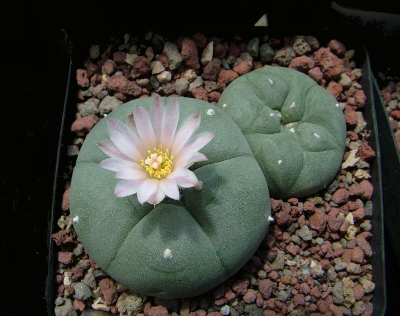 Lophophora williamsii 