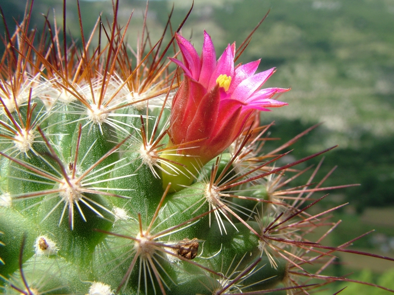 Mammillaria albrechtiana 