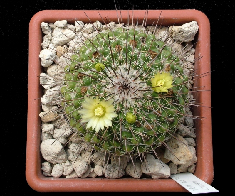 Mammillaria lindsayi 