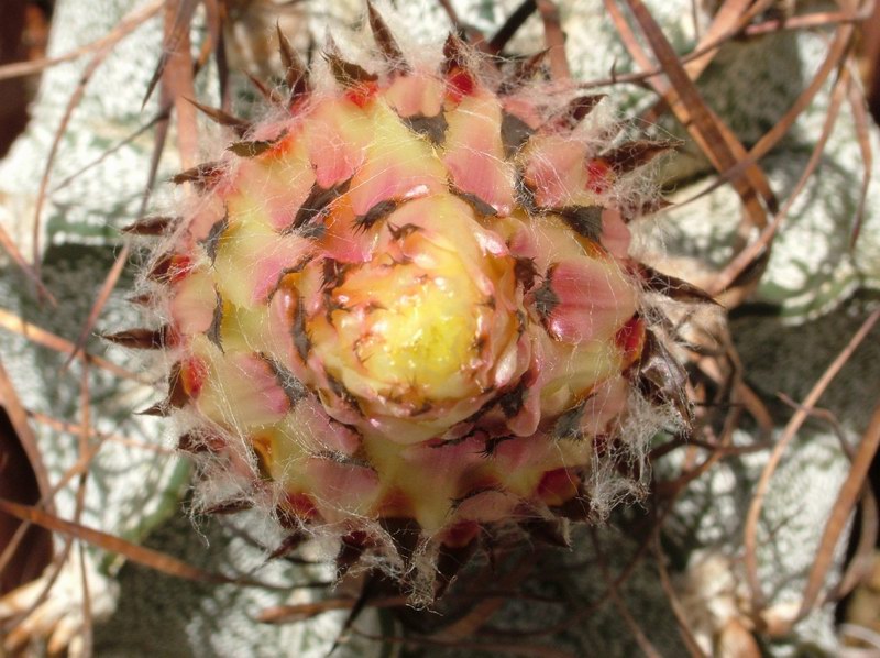 Astrophytum capricorne 