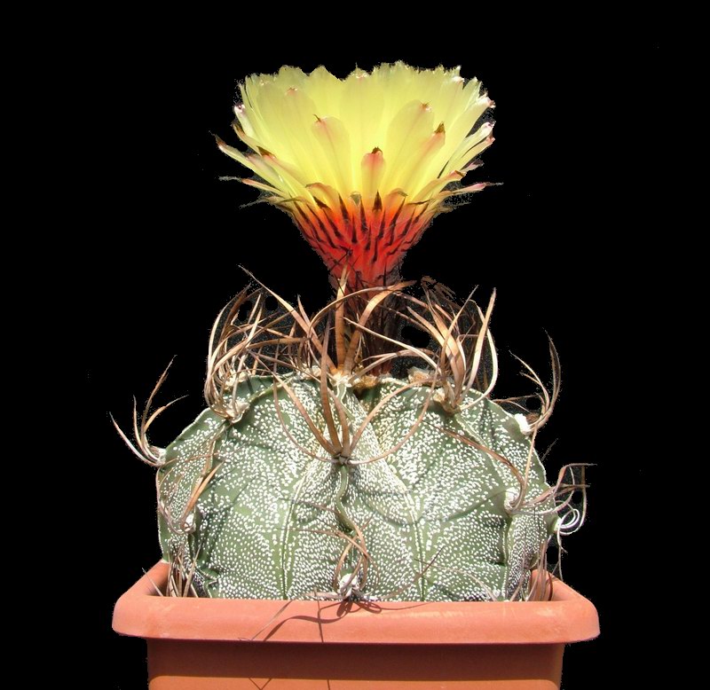 Astrophytum capricorne 