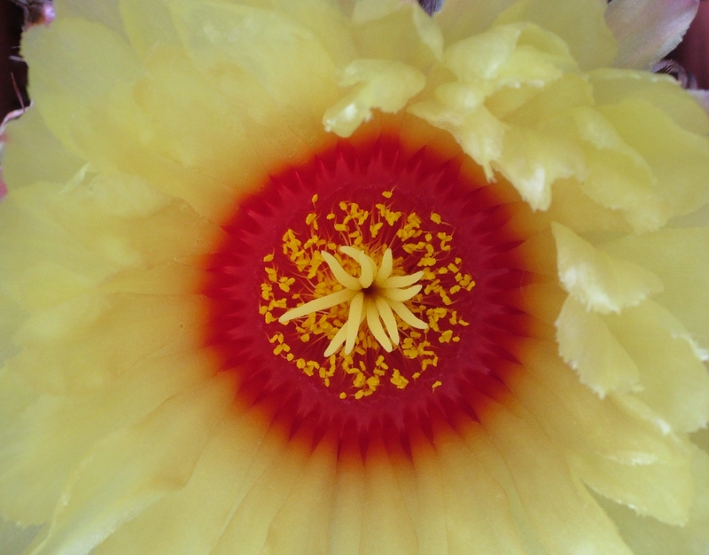 Astrophytum capricorne 