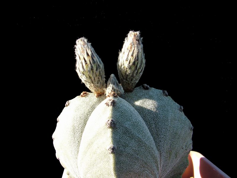 Astrophytum myriostigma v. quadricostatum 