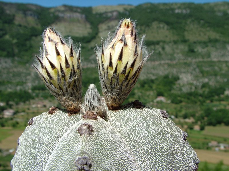 Astrophytum myriostigma v. quadricostatum 