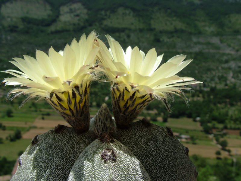 Astrophytum myriostigma v. quadricostatum 