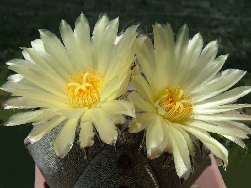 Astrophytum myriostigma v. quadricostatum 