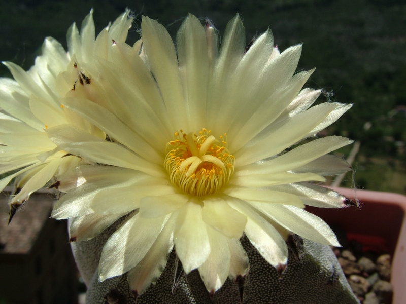 Astrophytum myriostigma v. quadricostatum 