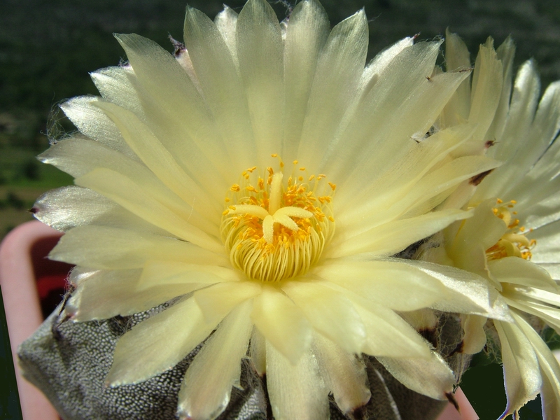 Astrophytum myriostigma v. quadricostatum 