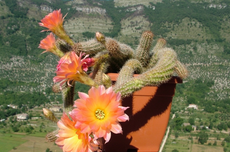 Chamaecereus cv. perla di verona 