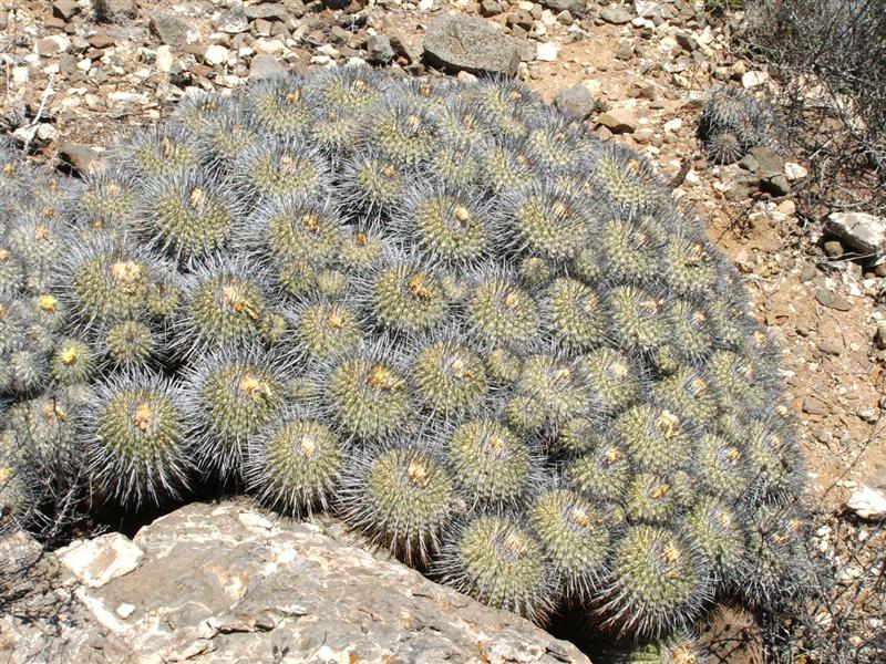 Copiapoa carrizalensis 