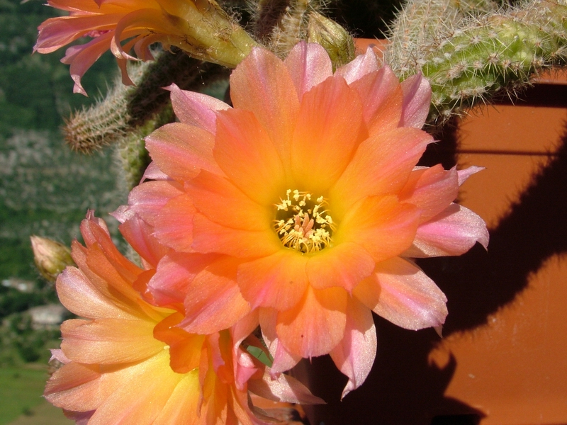 Chamaecereus cv. perla di verona 