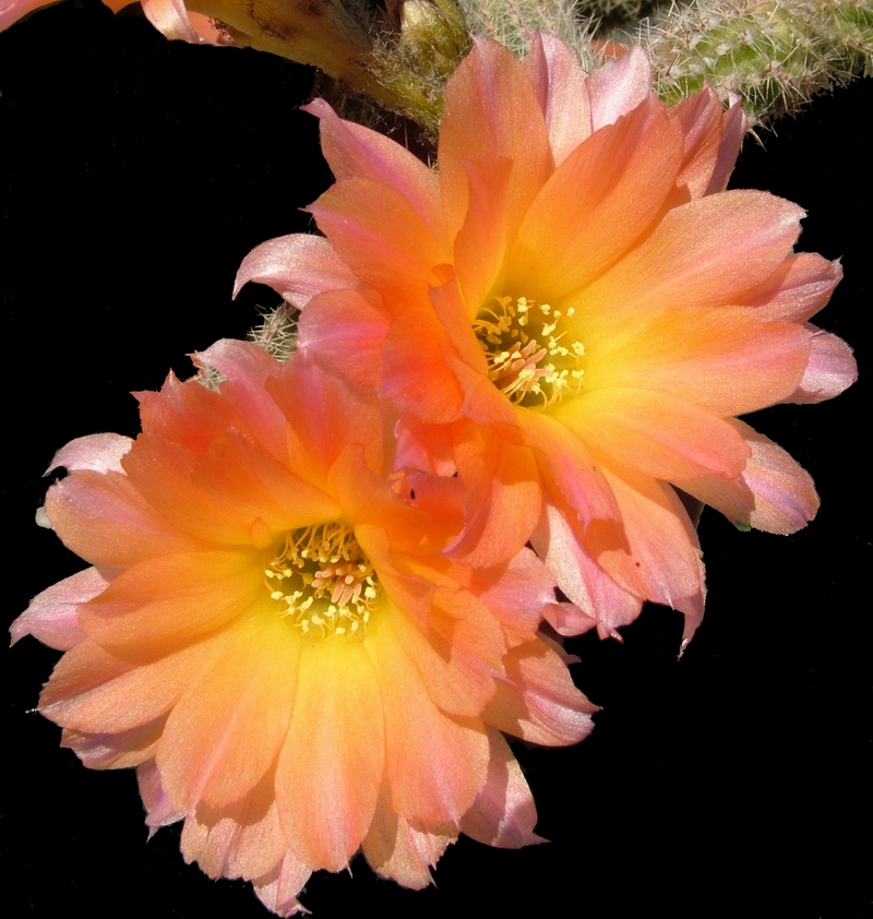 Chamaecereus cv. perla di verona 