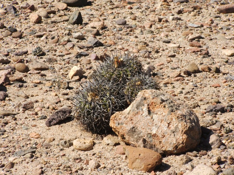 Copiapoa alticostata 