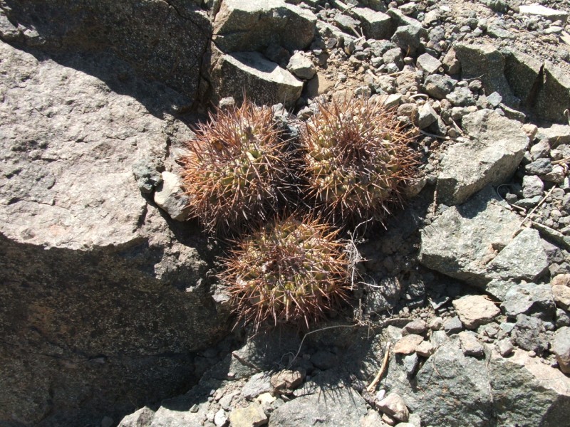 Copiapoa coquimbana v. vallenarensis 