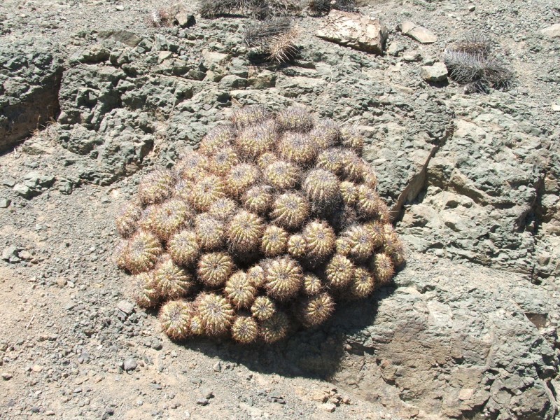 Copiapoa coquimbana v. vallenarensis 