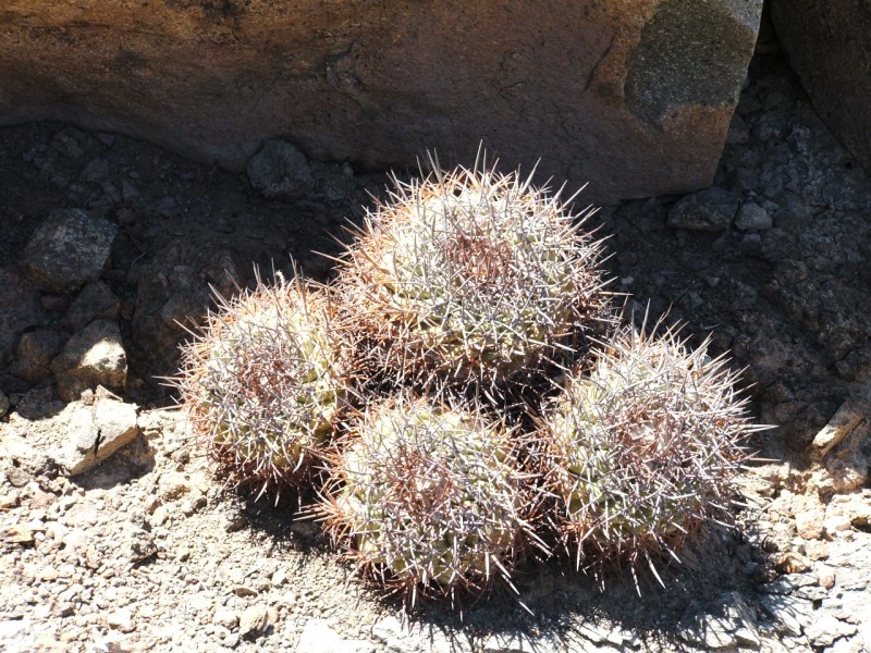 Copiapoa coquimbana v. vallenarensis 