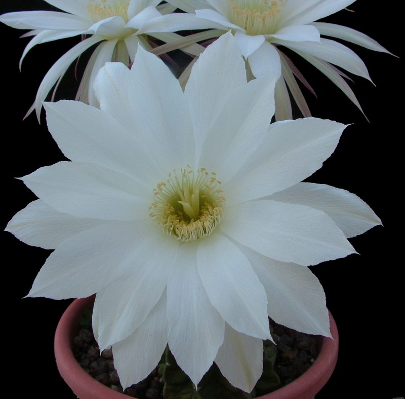 Echinopsis subdenudata 