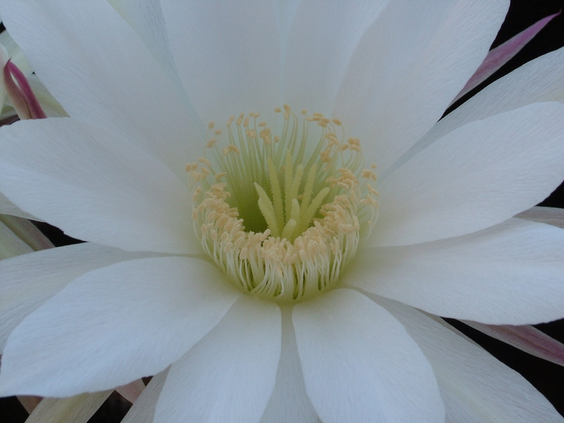 Echinopsis subdenudata 