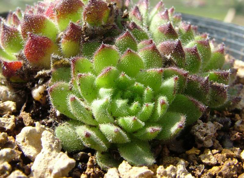 Sempervivum pittonii 