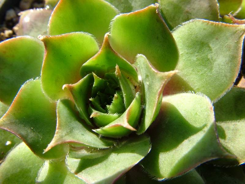 Sempervivum cv. 'emerald giant' 