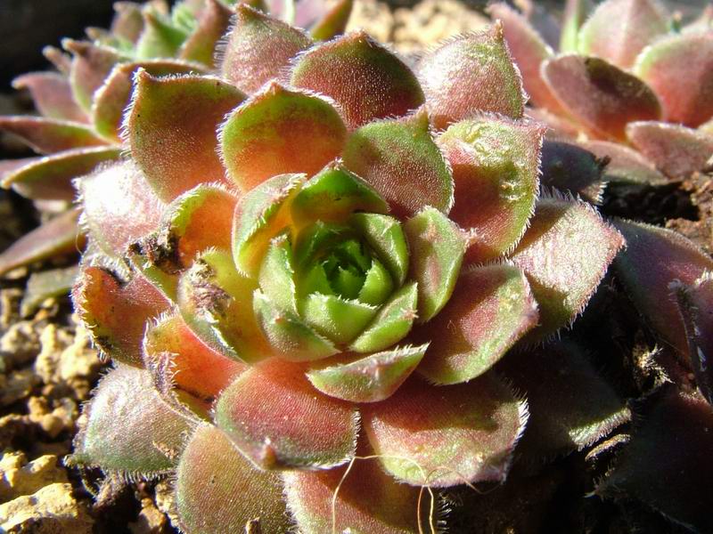 Sempervivum cv. 'ford amiability' 