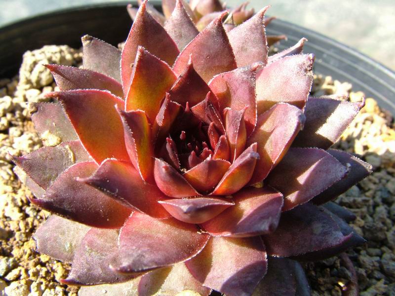 Sempervivum cv. 'lady kelly' 