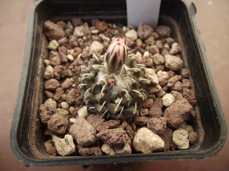 Turbinicarpus schmiedickeanus ssp. andersonii 