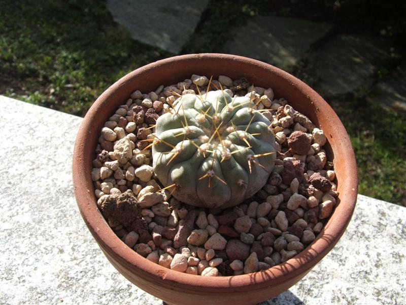 Copiapoa cinerea v. albispina 