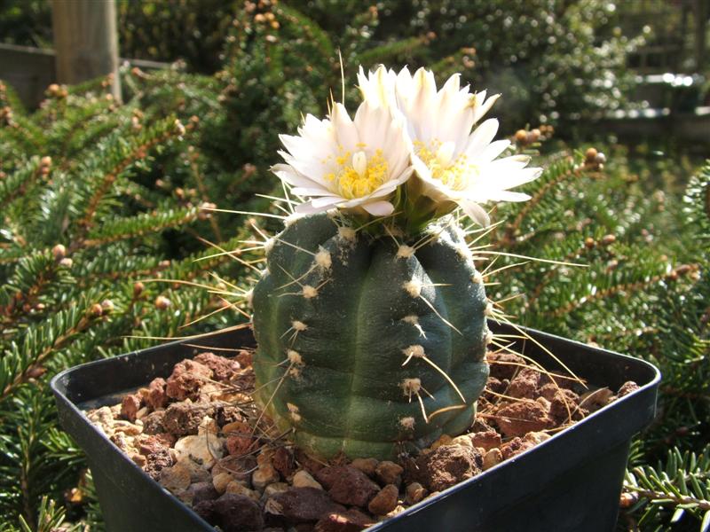 Echinocereus knippelianus v. kruegeri SB 939