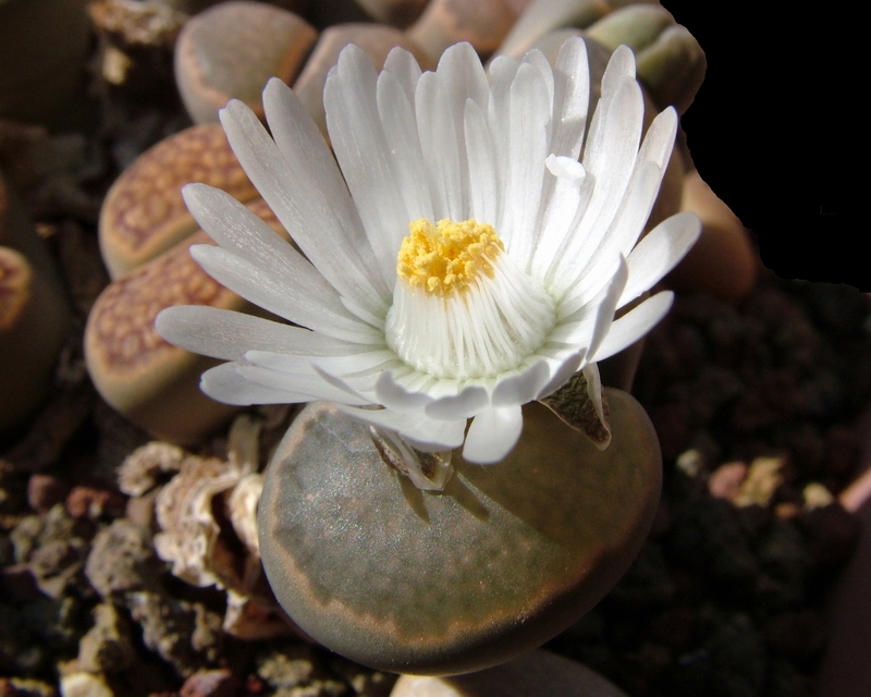 Lithops salicola 