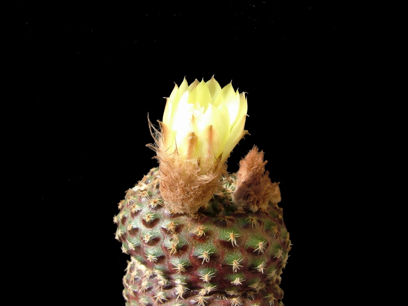 Frailea chiquitana 